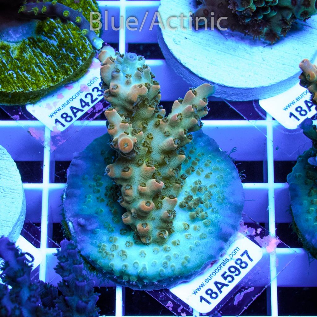 EC Upscales Microclados - Image 2