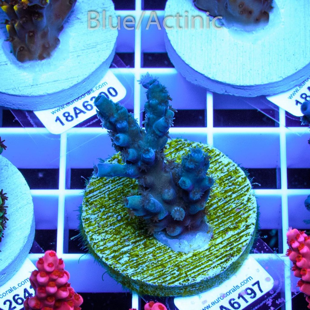 EC Hunch Punch Acro – Bild 2