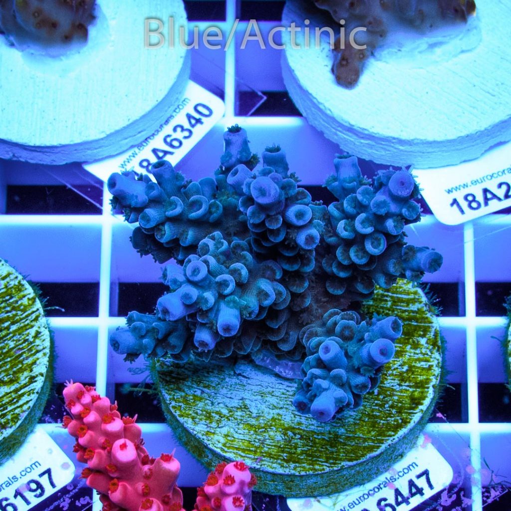 EC Hunch Punch Acro - Image 2