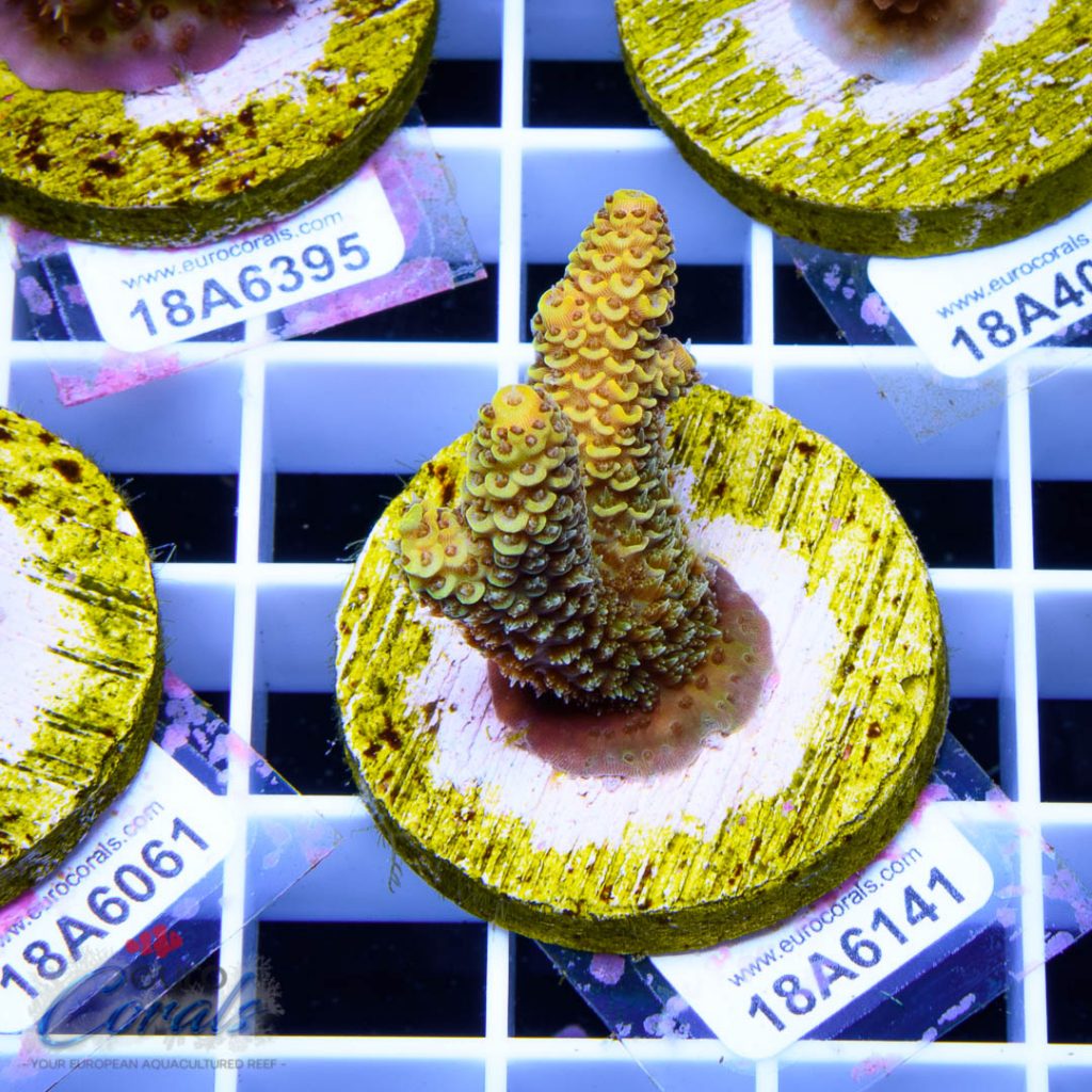EC Yellow Crazzy Banana