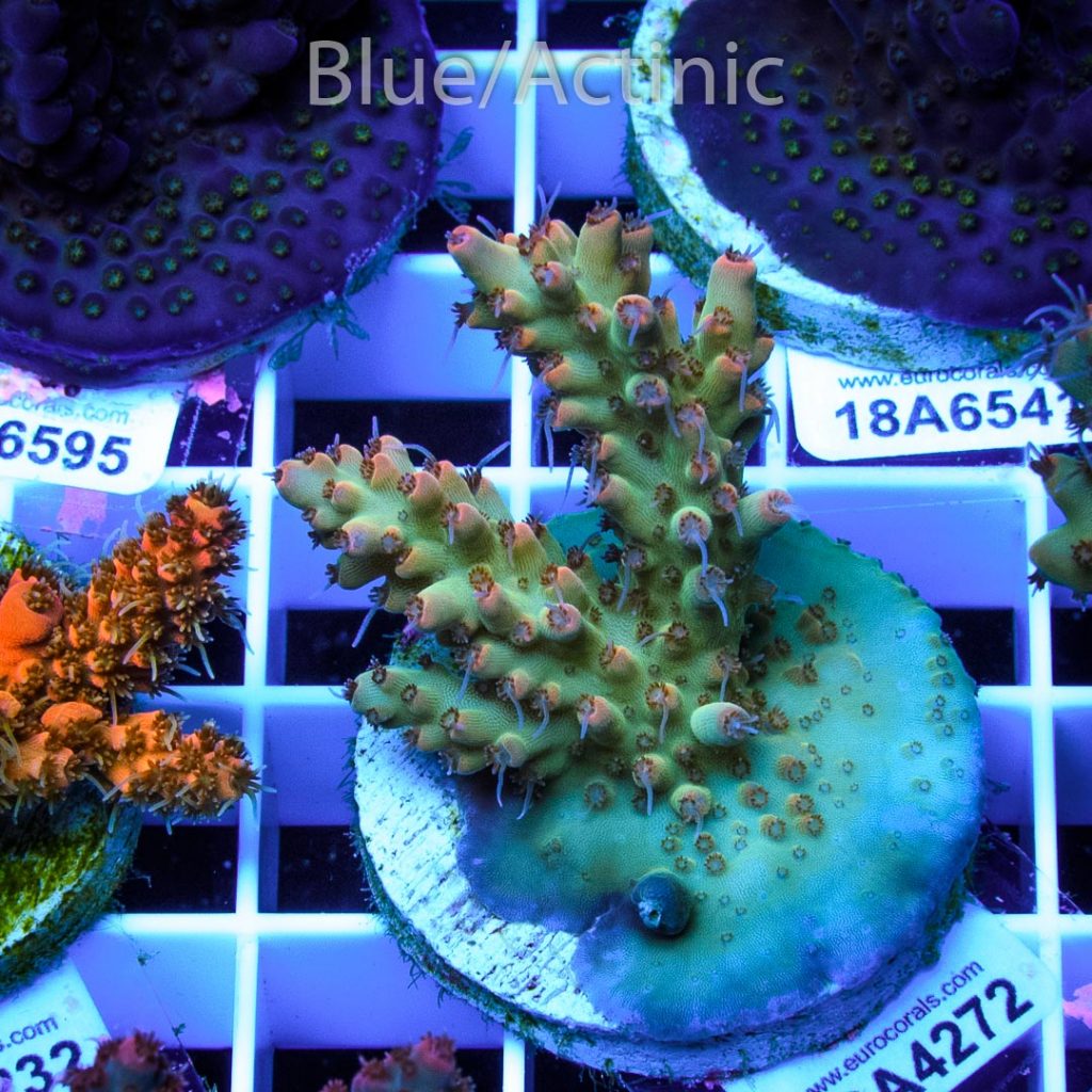 EC Nukeberry Acro - Image 2