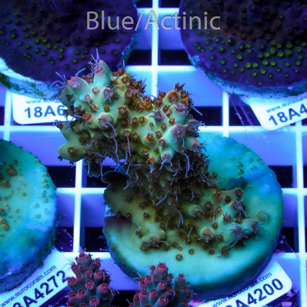 EC Nukeberry Acro – Bild 2