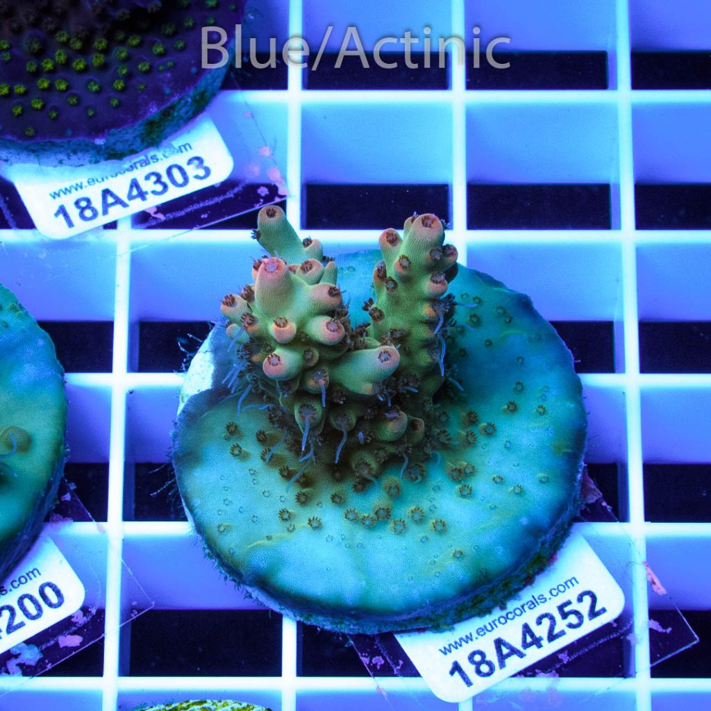 EC Nukeberry Acro - Image 2