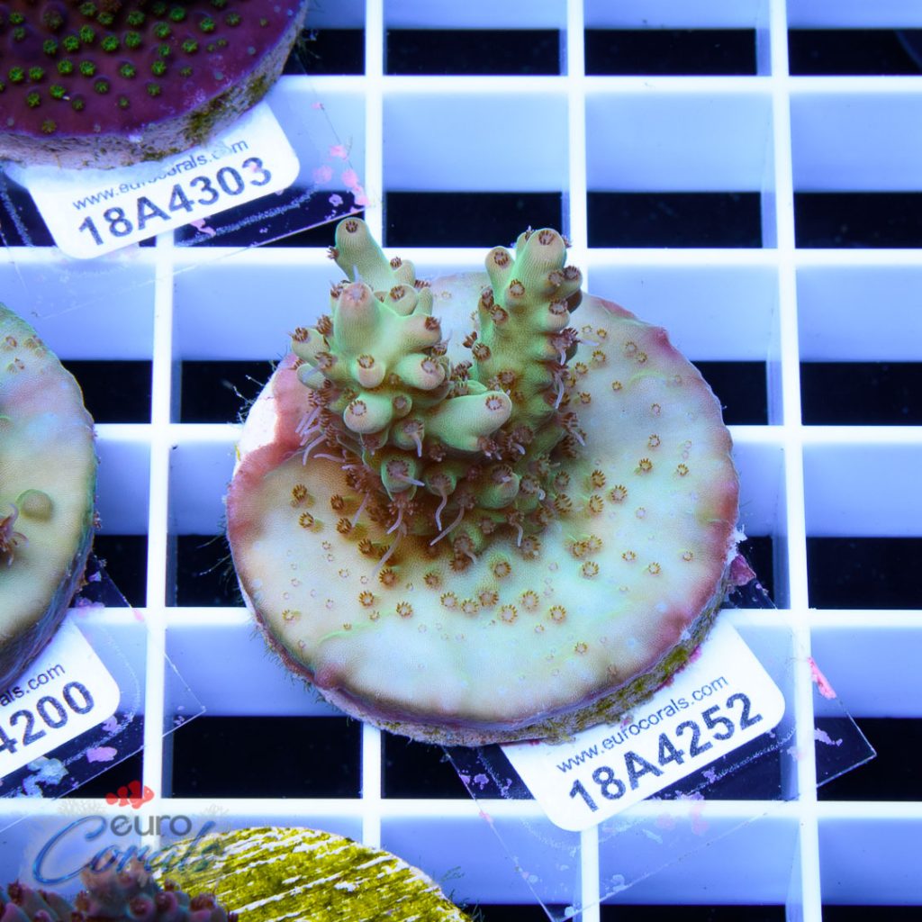 EC Nukeberry Acro