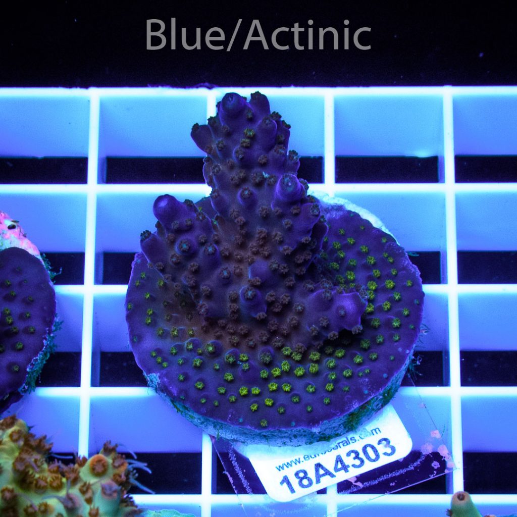 EC Blue/Purple Monster – Bild 2