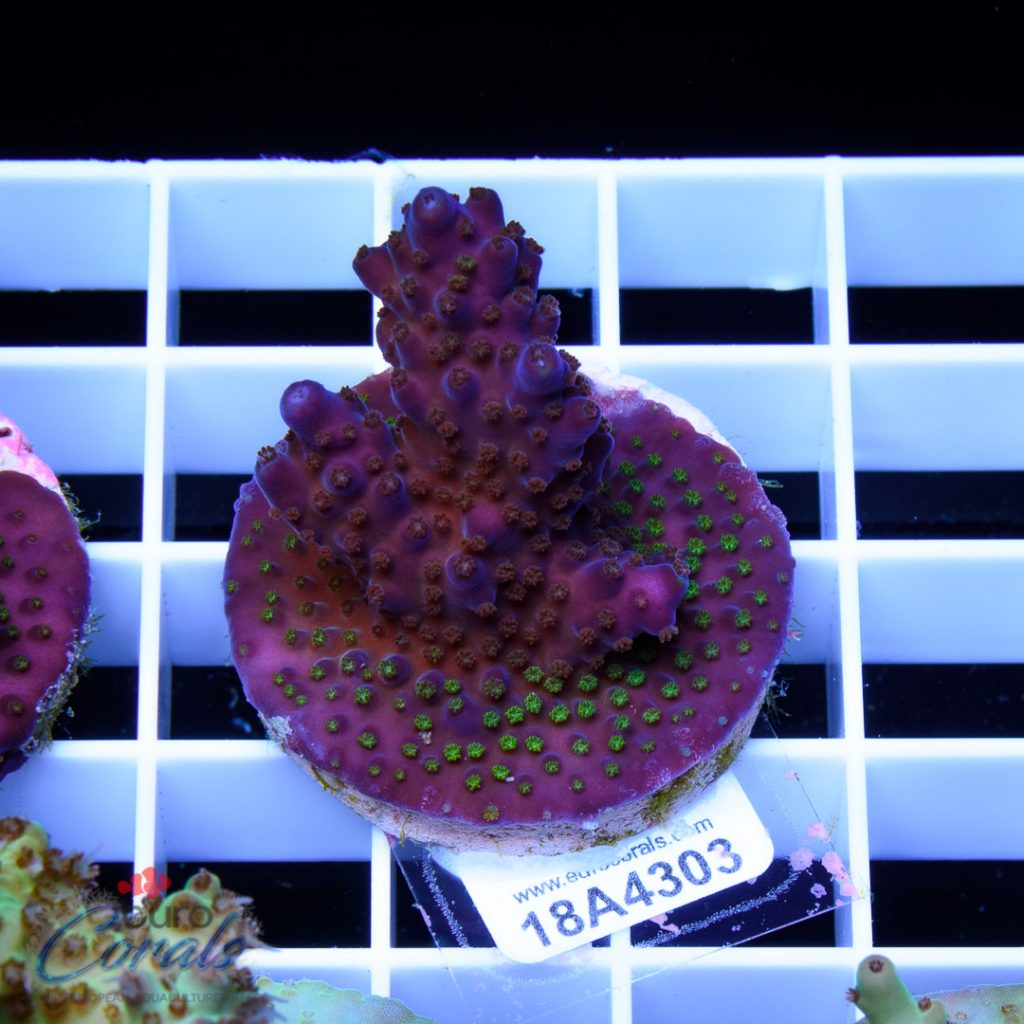 EC Blue/Purple Monster