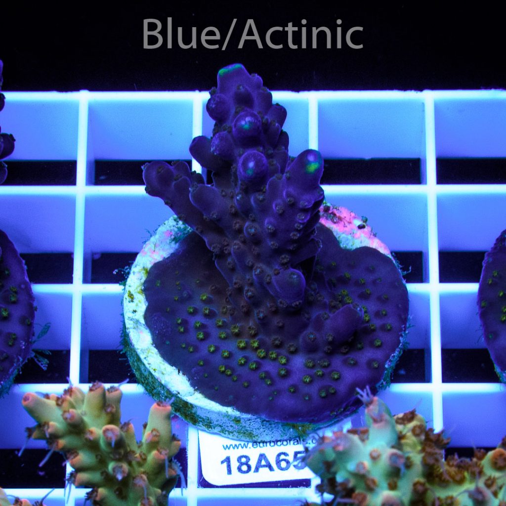 EC Blue/Purple Monster - Image 2