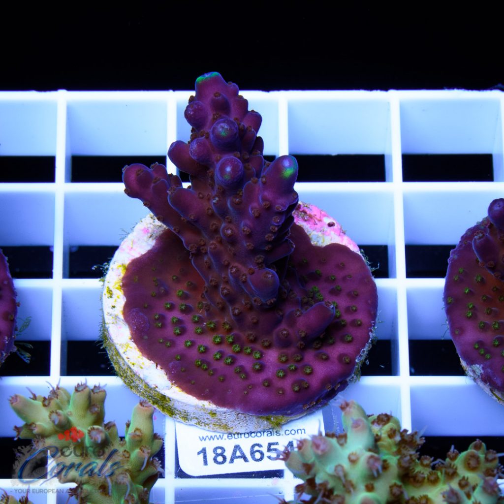 EC Blue/Purple Monster