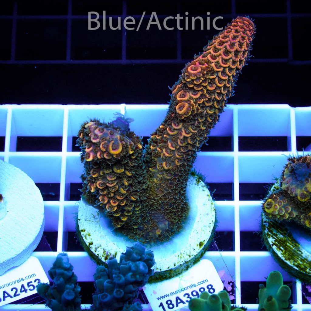 EC Rainbow Spathulata - Image 2