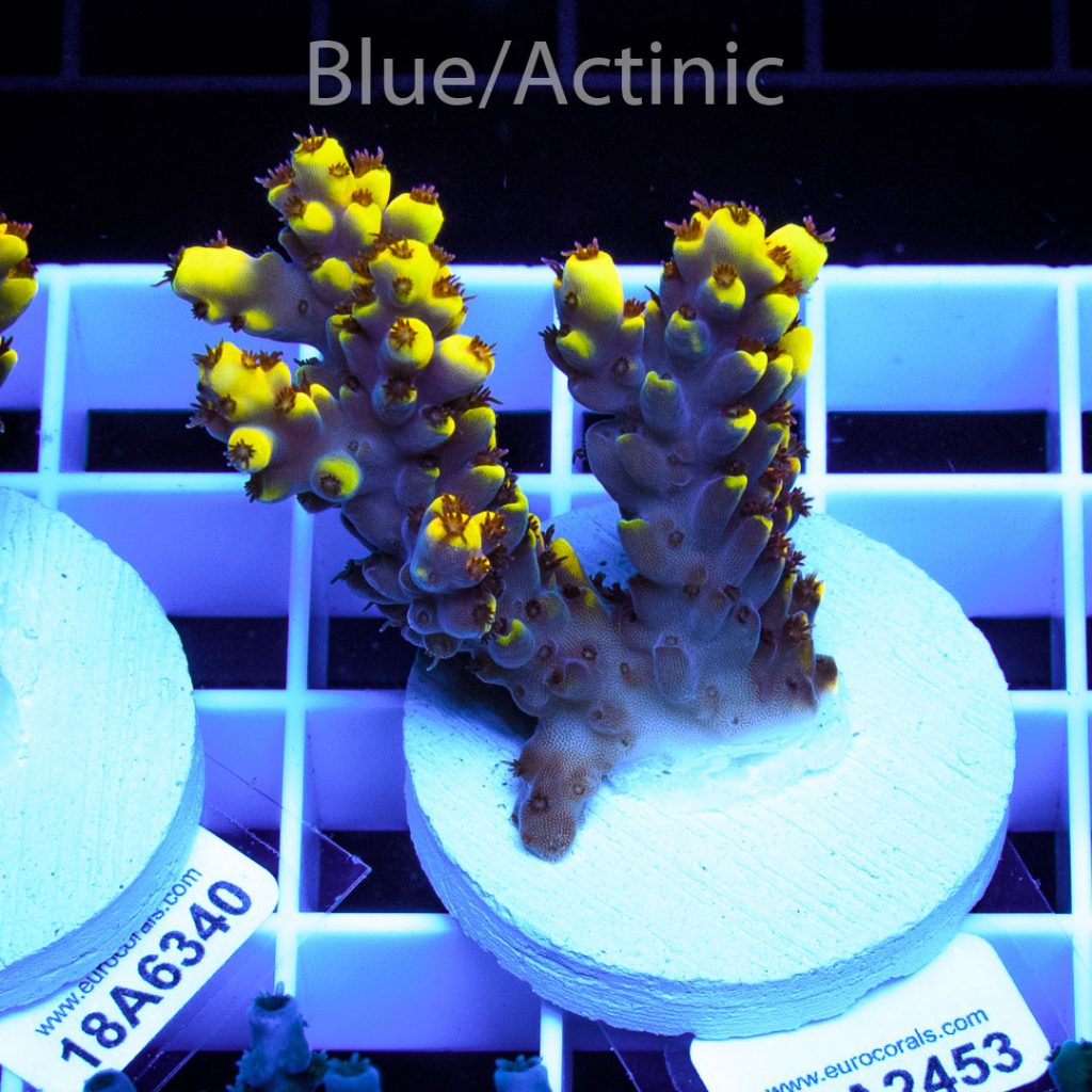 EC Yellow Pikachu Red Polyps - Image 2