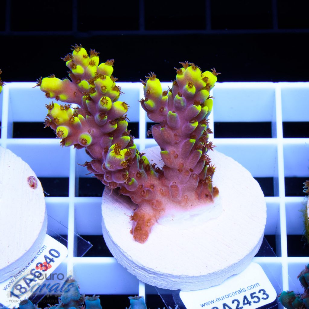 EC Yellow Pikachu Red Polyps