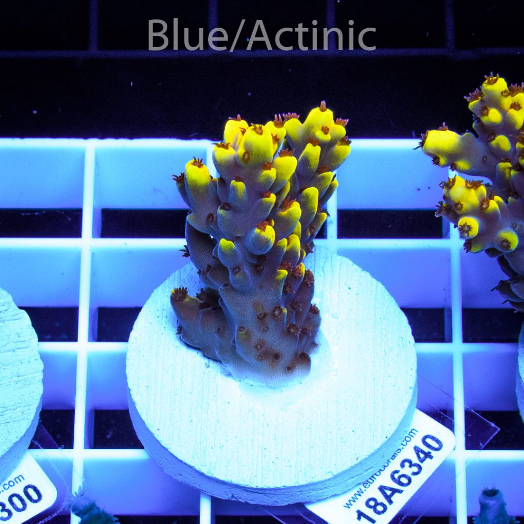 EC Yellow Pikachu Red Polyps - Image 2