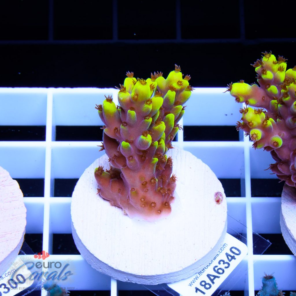 EC Yellow Pikachu Red Polyps