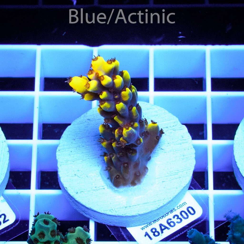 EC Yellow Pikachu Red Polyps - Image 2