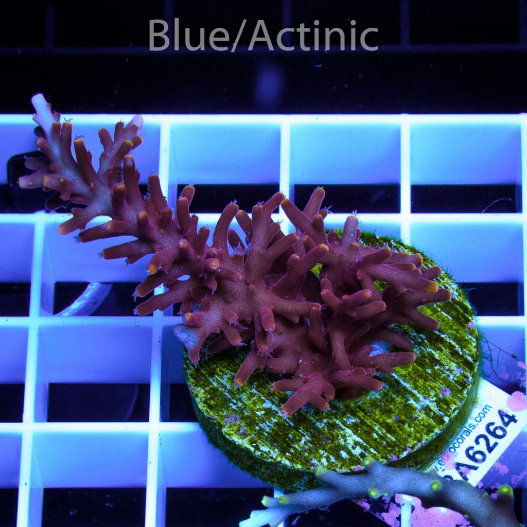 EC Red Dragon Acro - Image 2