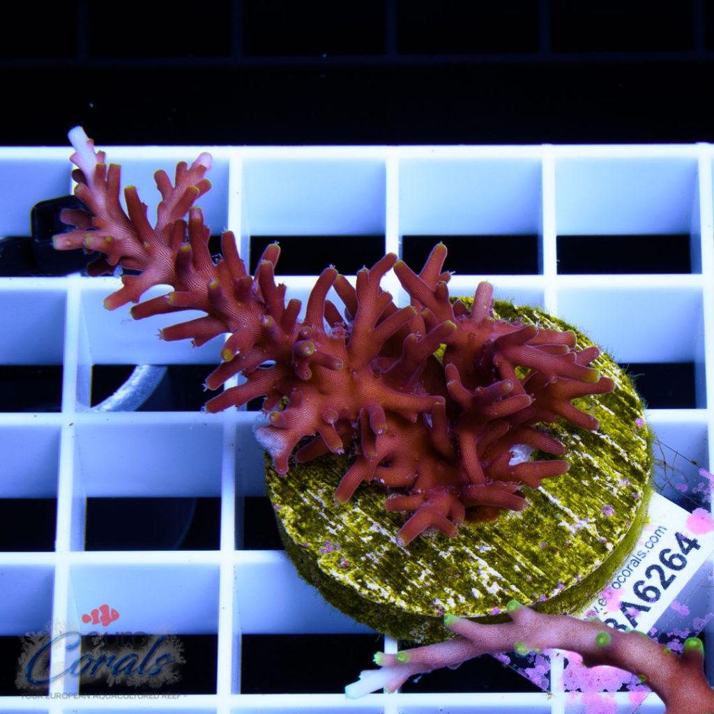 EC Red Dragon Acro
