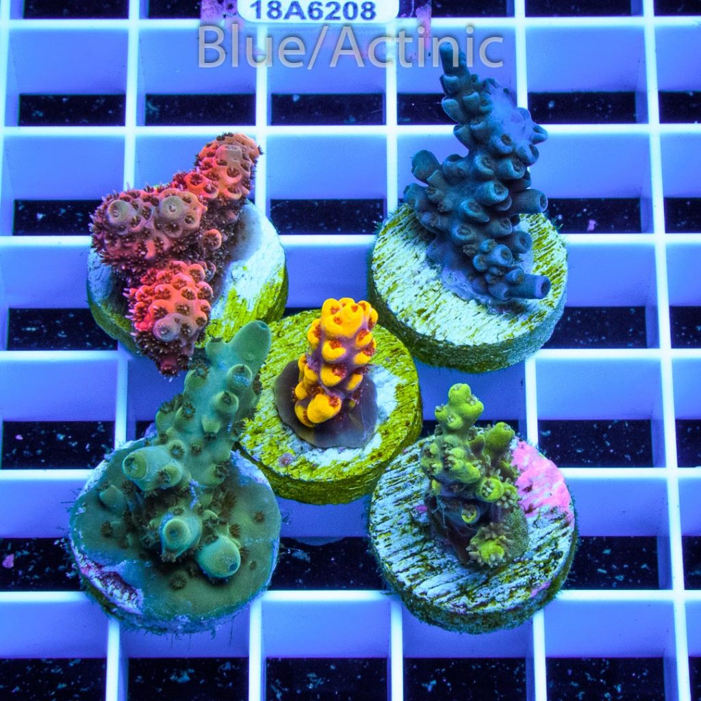 EC 5 Premium Acro Pack - Image 2