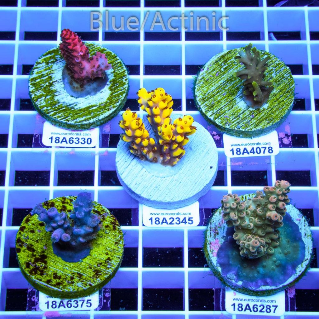 EC 5 Premium Acro Pack - Image 2