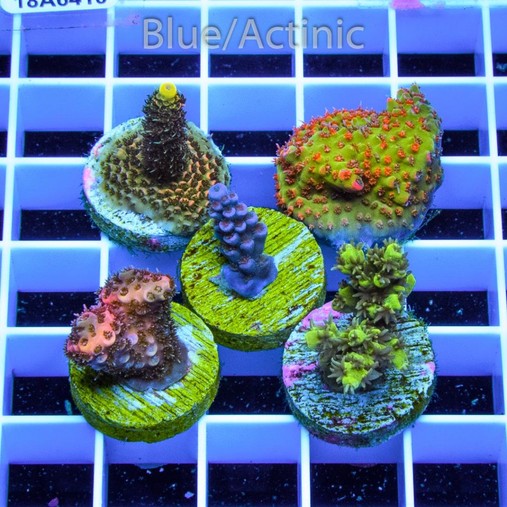 EC 5 Premium Acro Pack - Image 2
