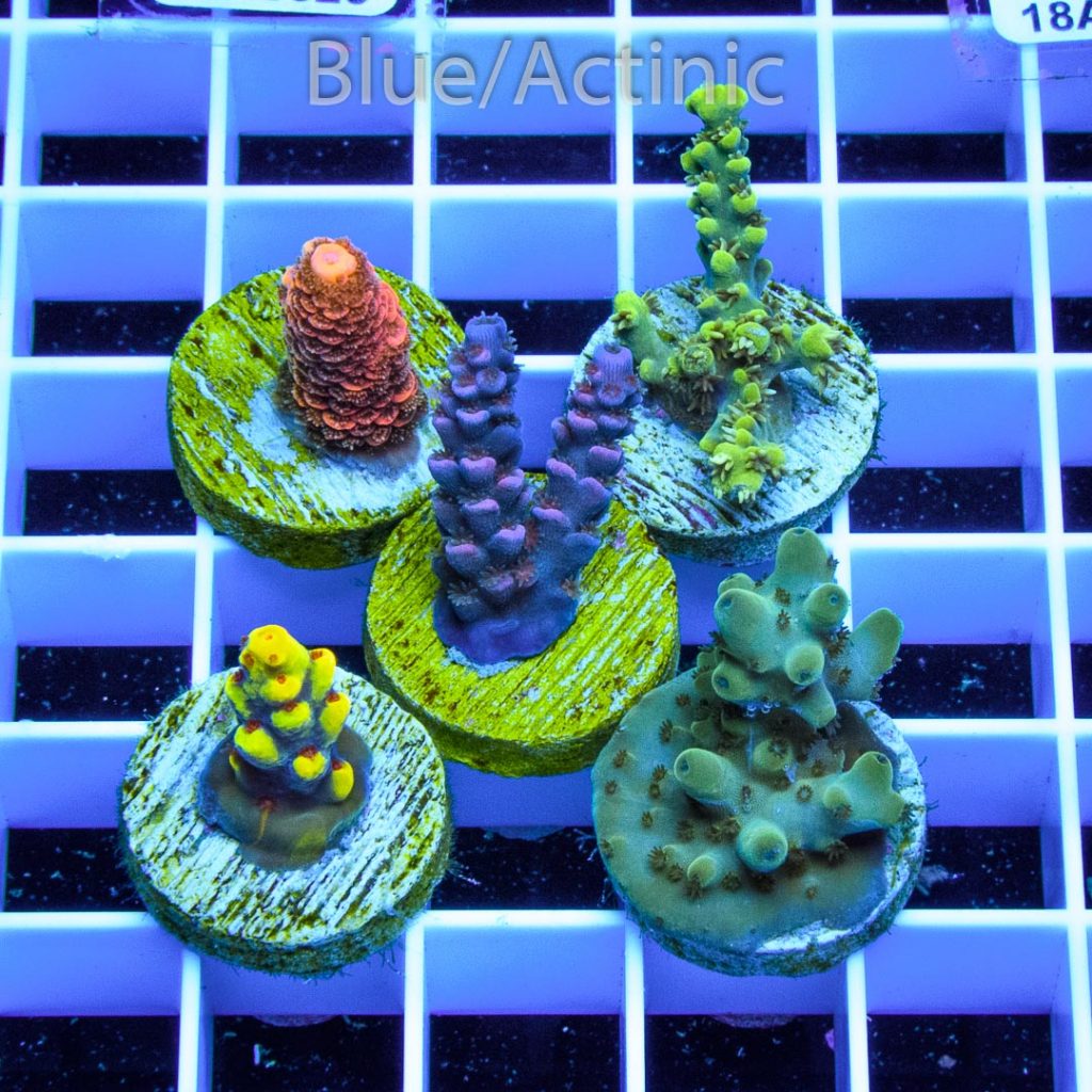 EC 5 Premium Acro Pack - Image 2