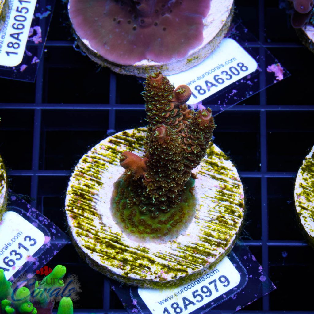 EC Sun God Prostrata
