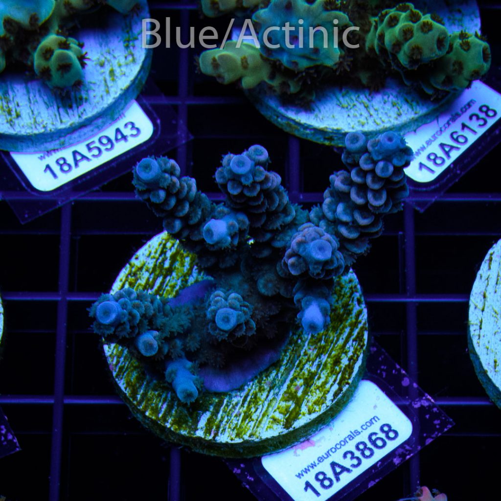 EC Hunch Punch Acro - Image 2