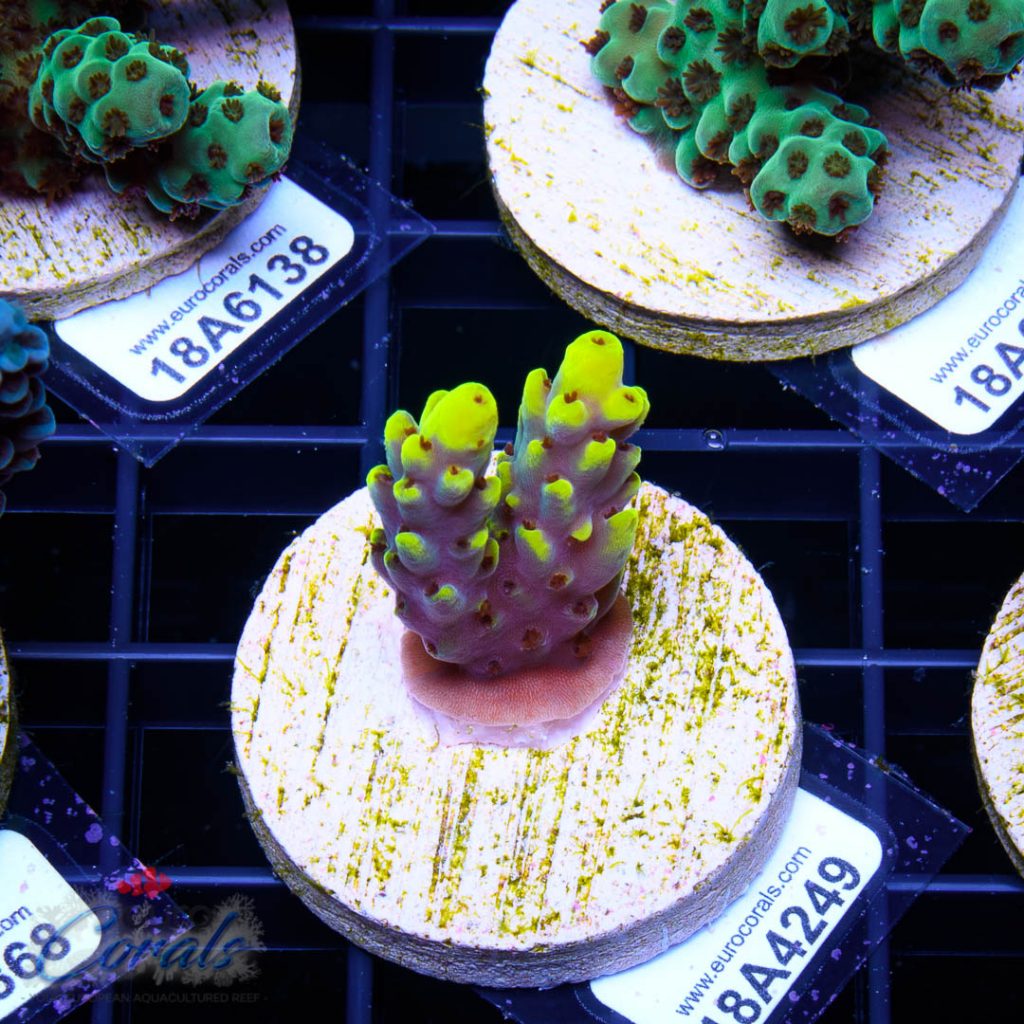 EC Yellow Pikachu Red Polyps