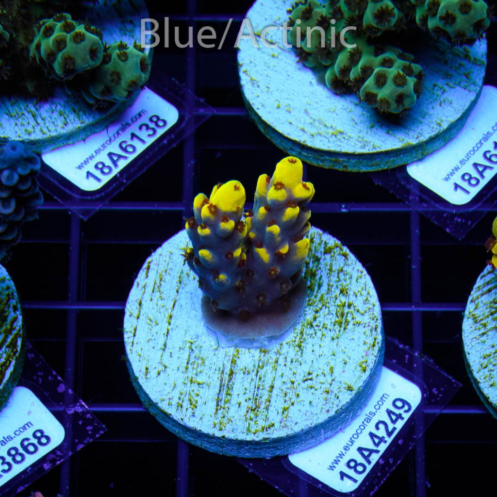 EC Yellow Pikachu Red Polyps - Image 2