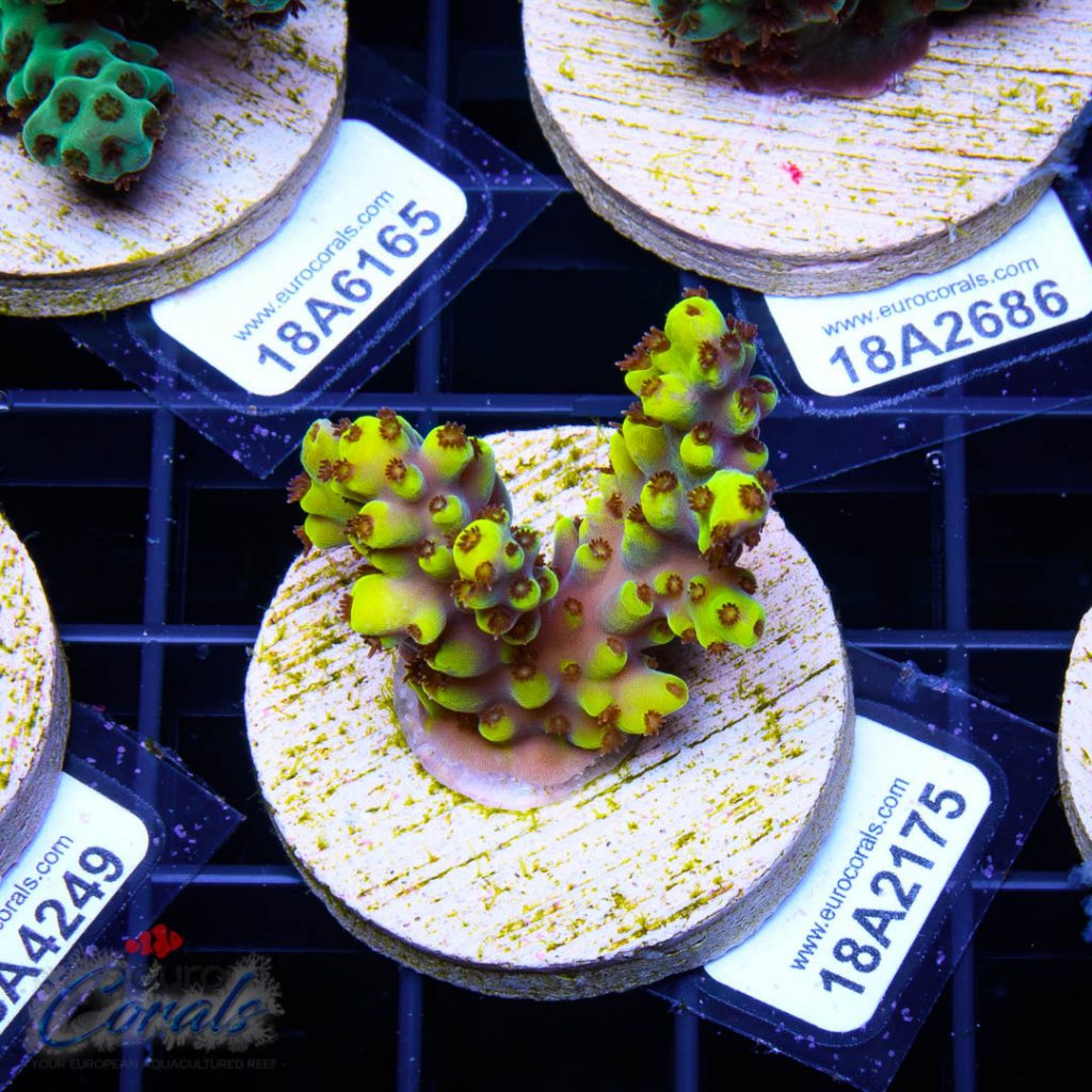 EC Yellow Pikachu Red Polyps