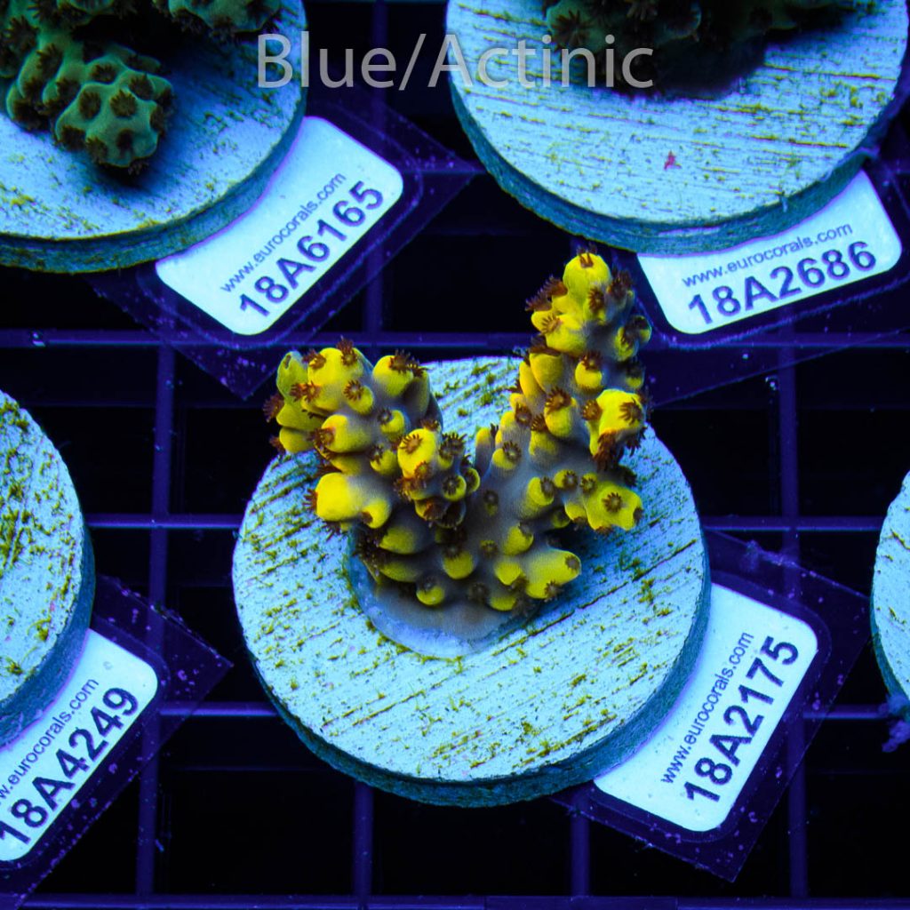 EC Yellow Pikachu Red Polyps – Bild 2