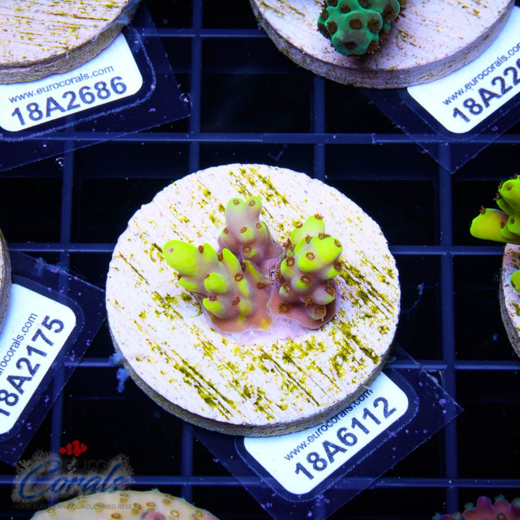 EC Yellow Pikachu Red Polyps
