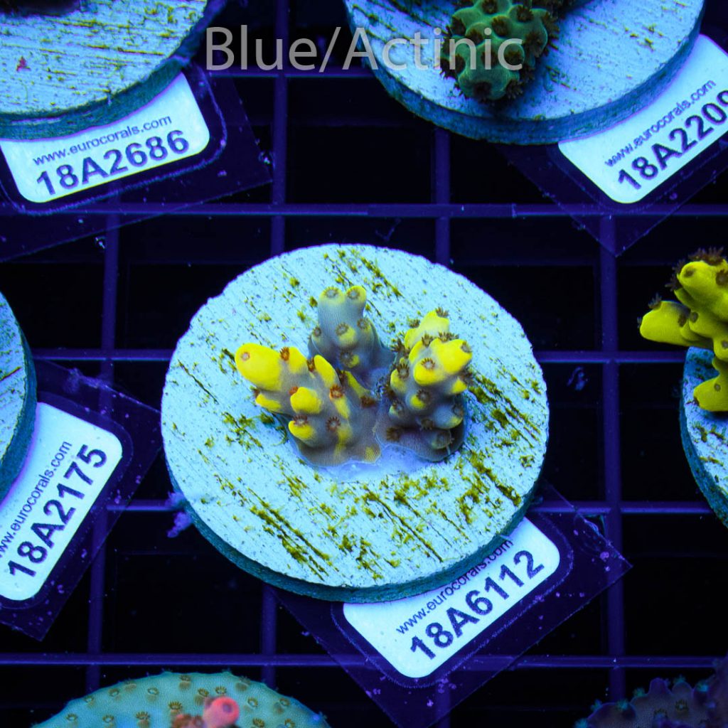 EC Yellow Pikachu Red Polyps - Image 2