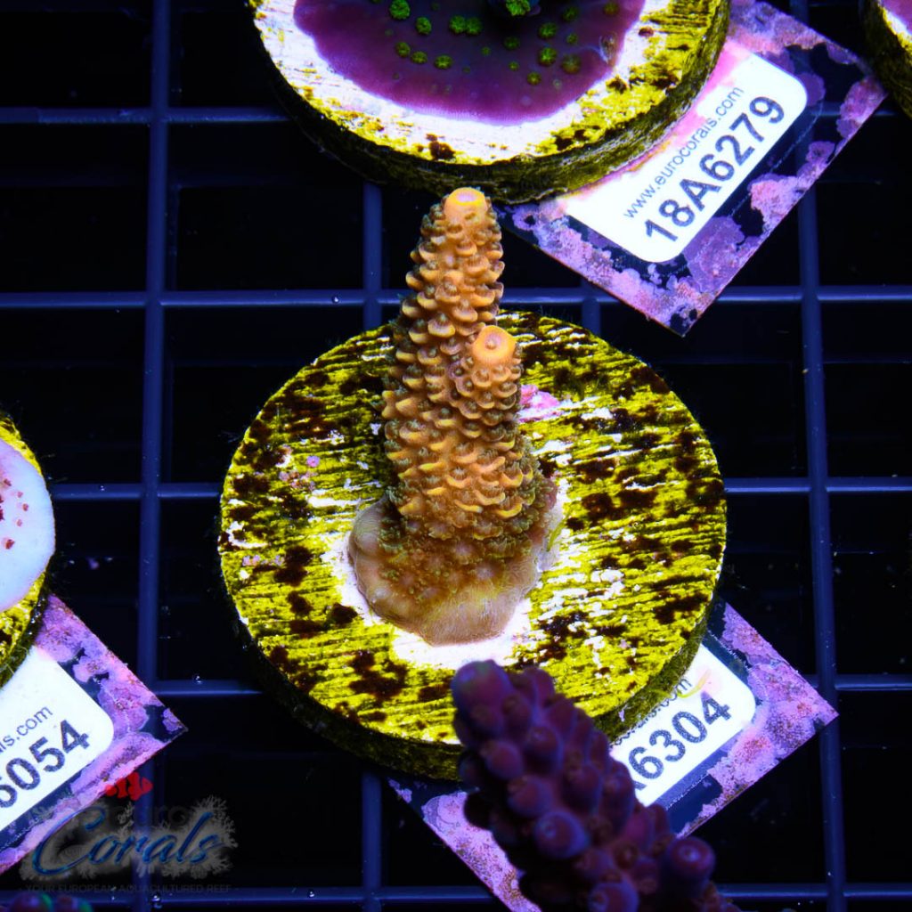 EC Ultimate Sunset Mille