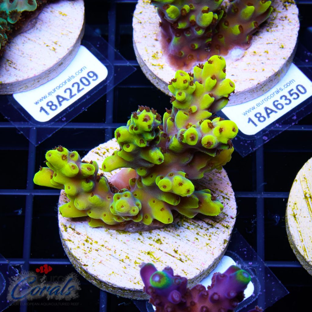 EC Yellow Pikachu Red Polyps