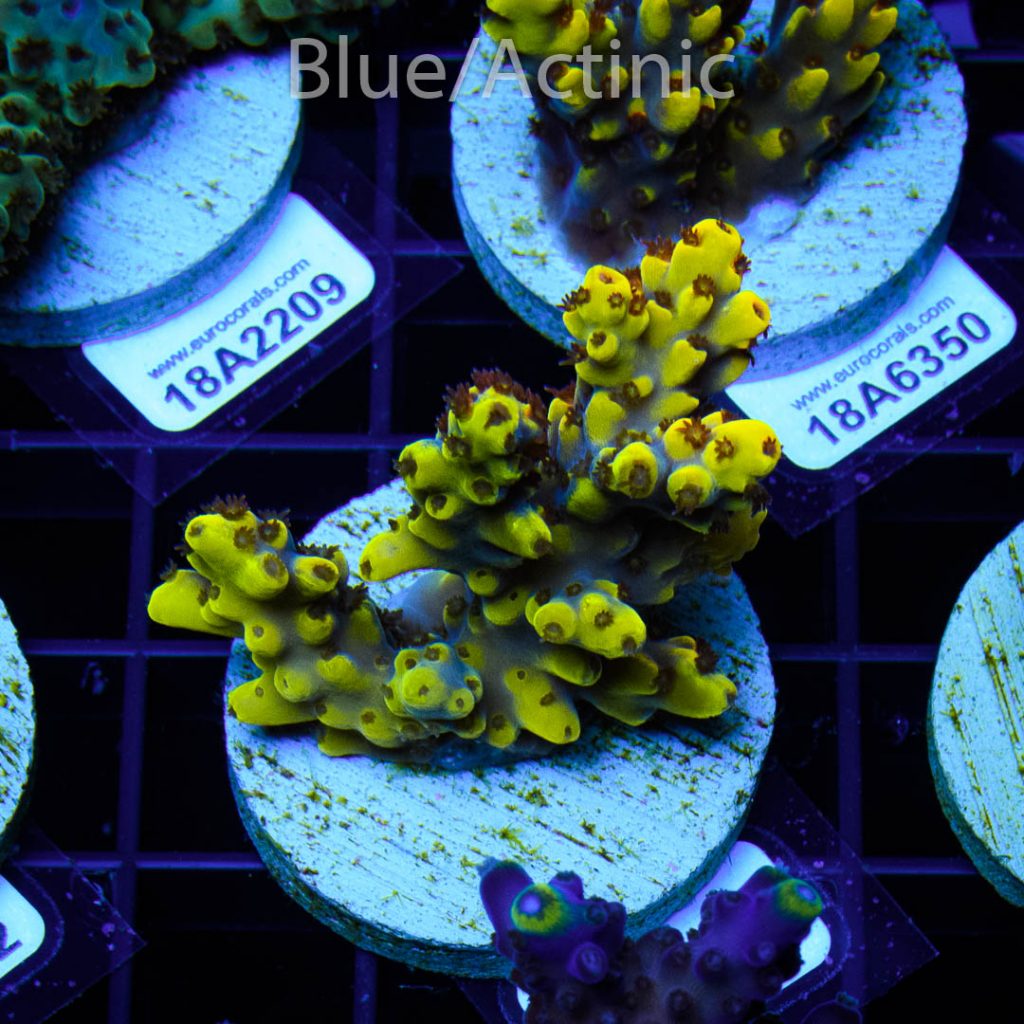 EC Yellow Pikachu Red Polyps - Image 2