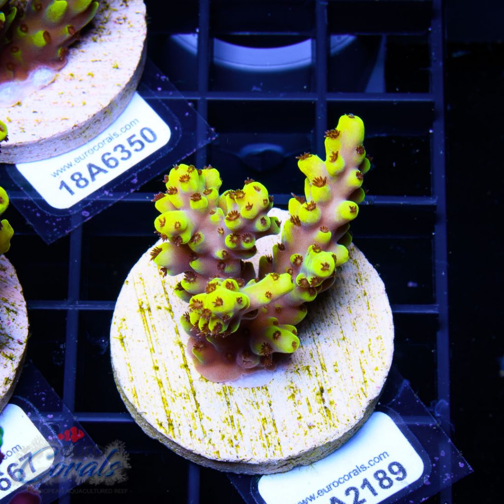 EC Yellow Pikachu Red Polyps