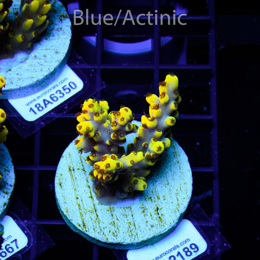 EC Yellow Pikachu Red Polyps - Image 2