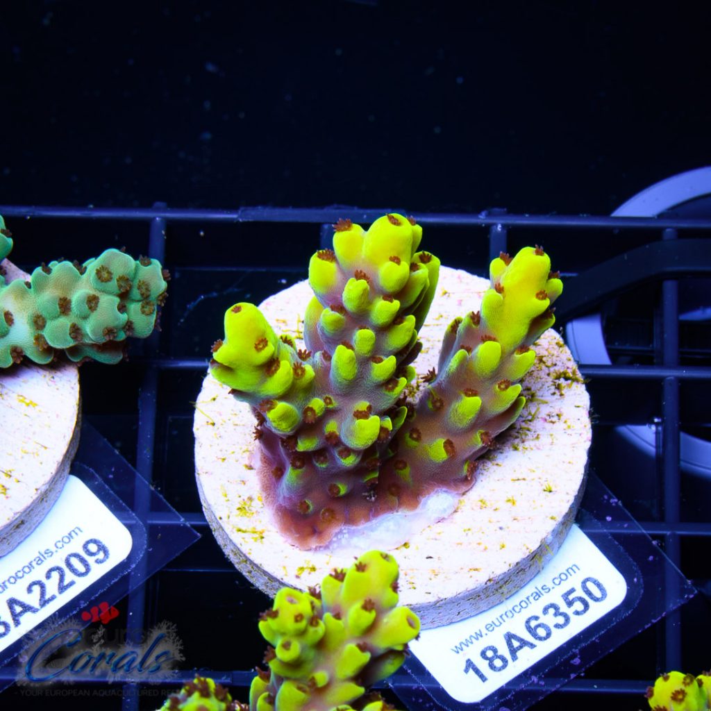 EC Yellow Pikachu Red Polyps