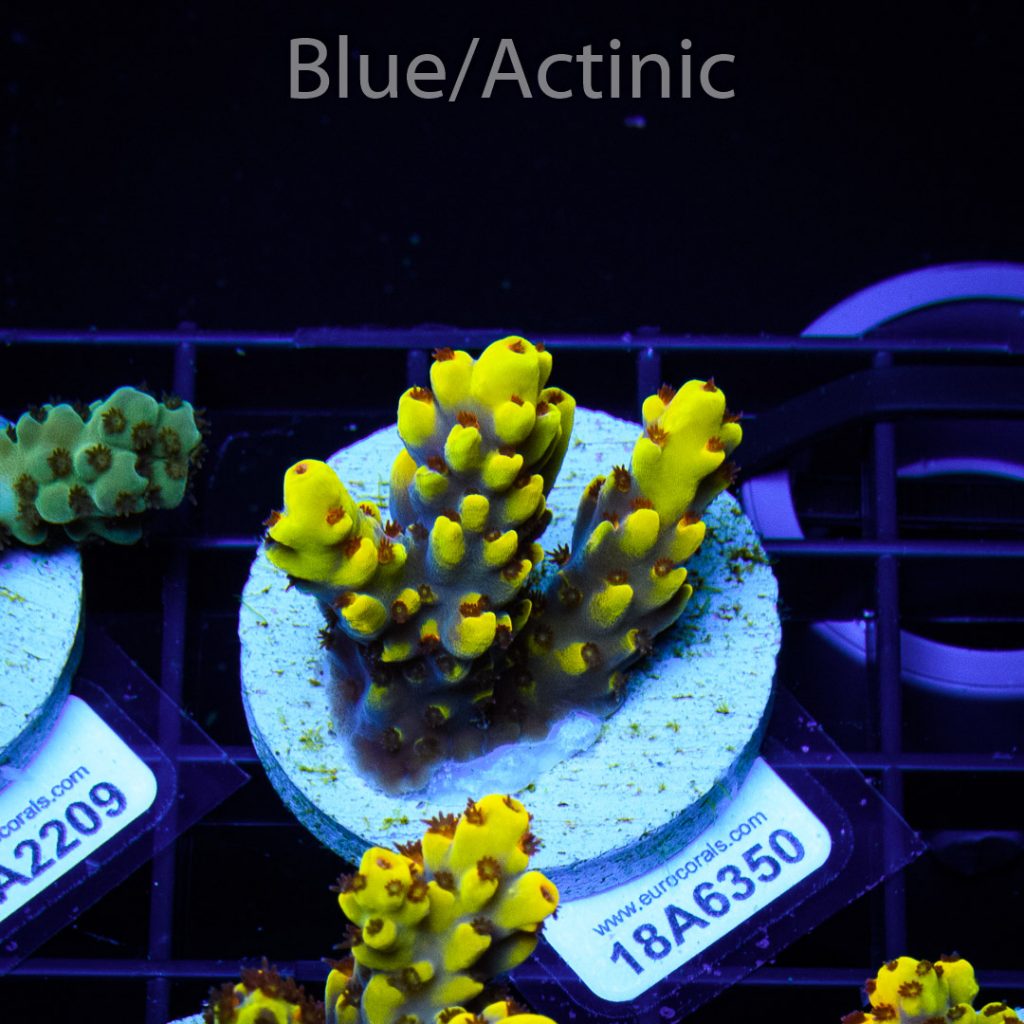 EC Yellow Pikachu Red Polyps - Image 2