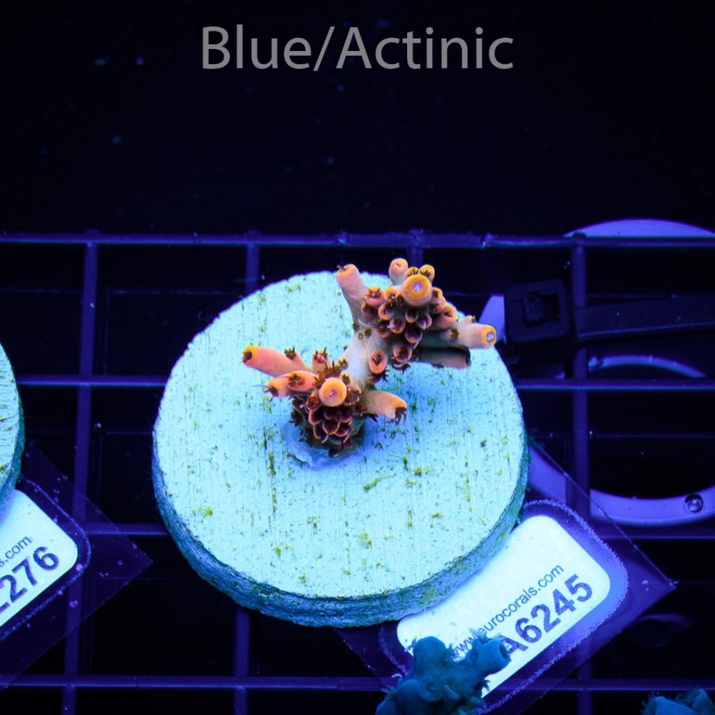 EC Angry Inferno Acro - Image 2