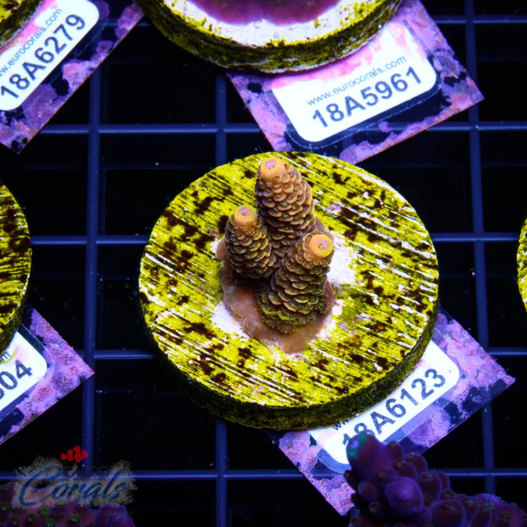EC Ultimate Sunset Mille