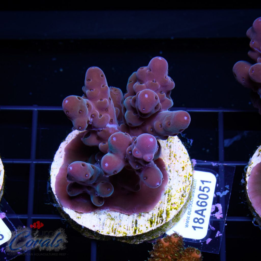 EC Purple Lori Acro