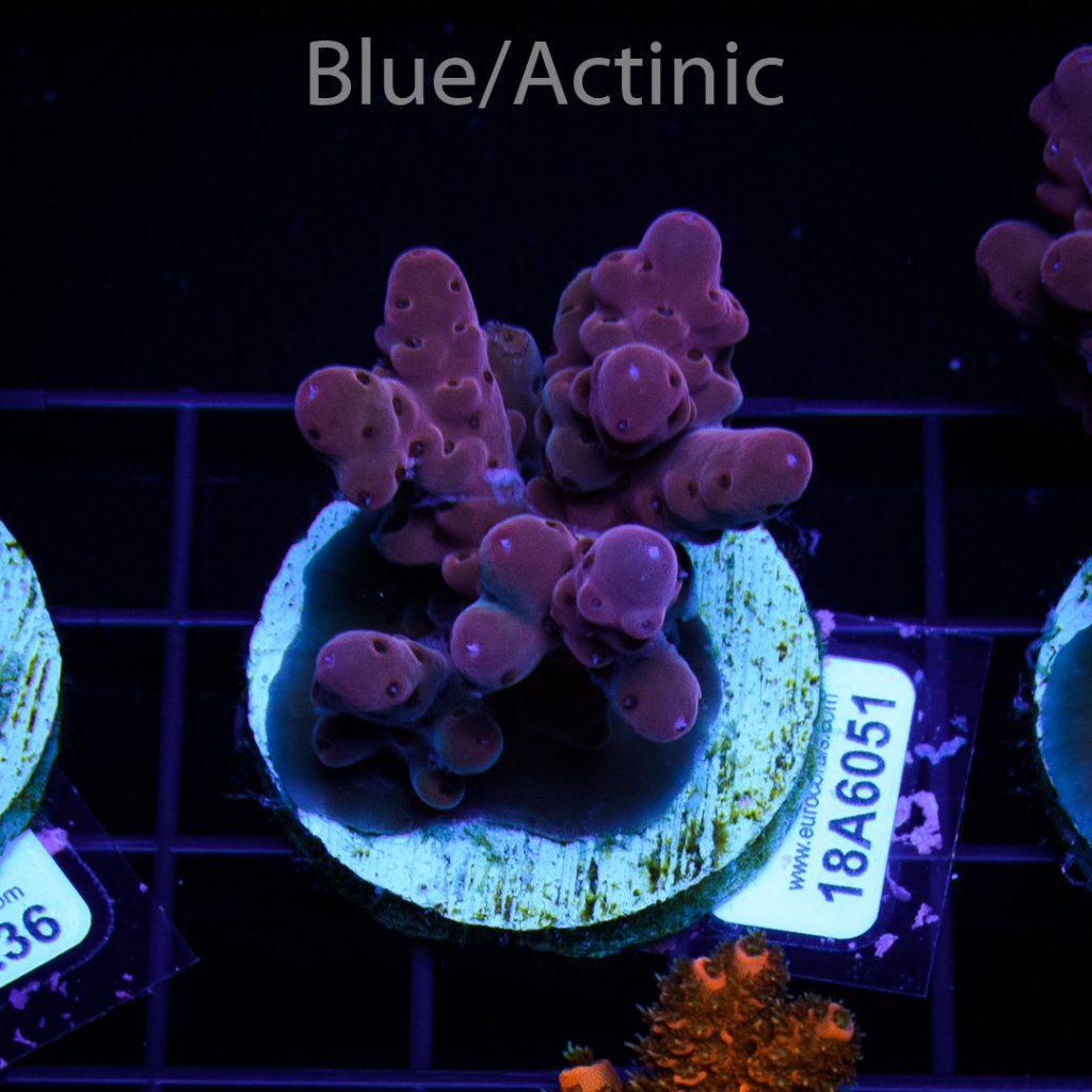 EC Purple Lori Acro - Image 2