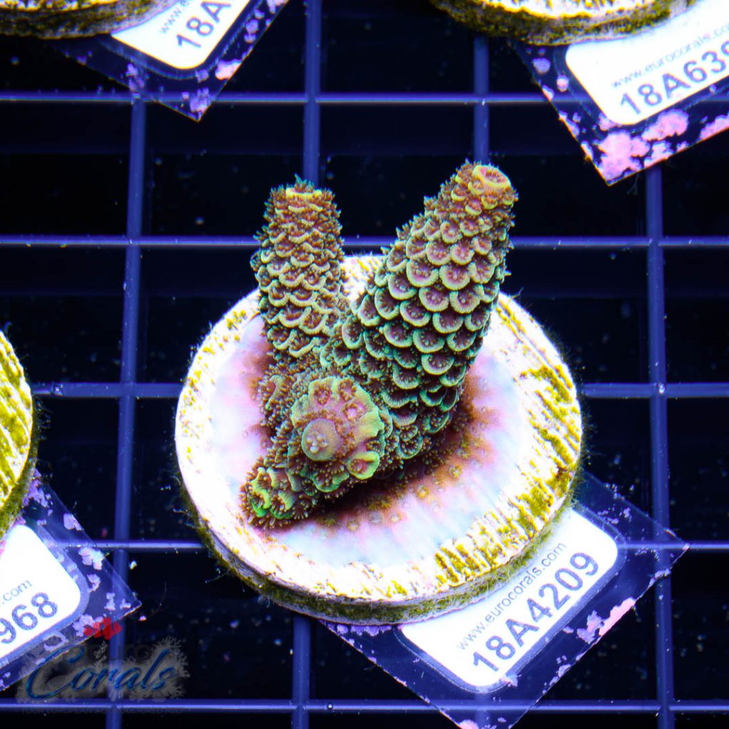 EC Rainbow Spathulata