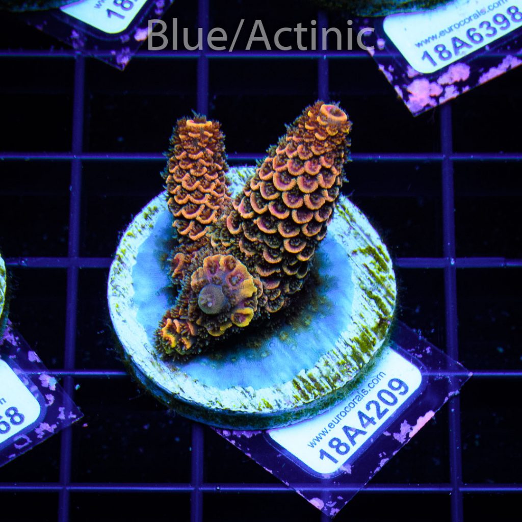 EC Rainbow Spathulata - Image 2