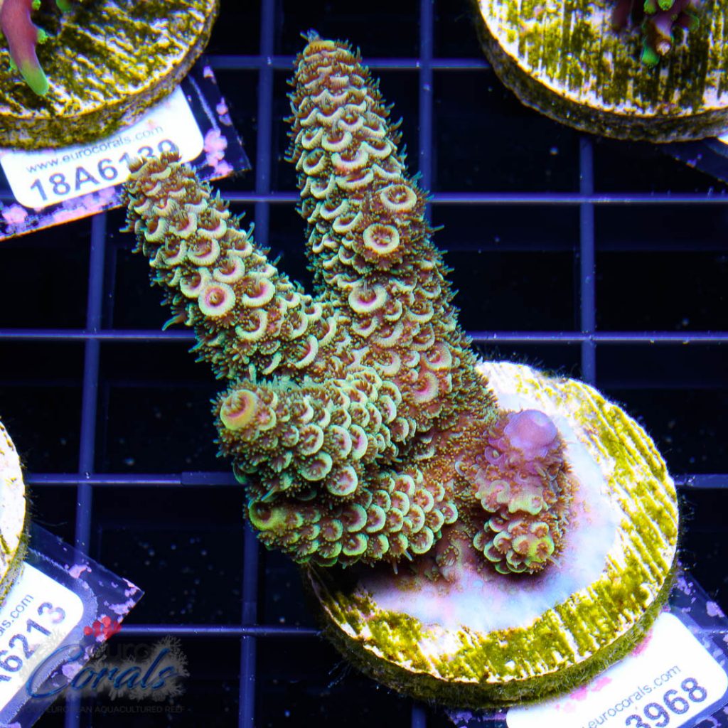 EC Rainbow Spathulata