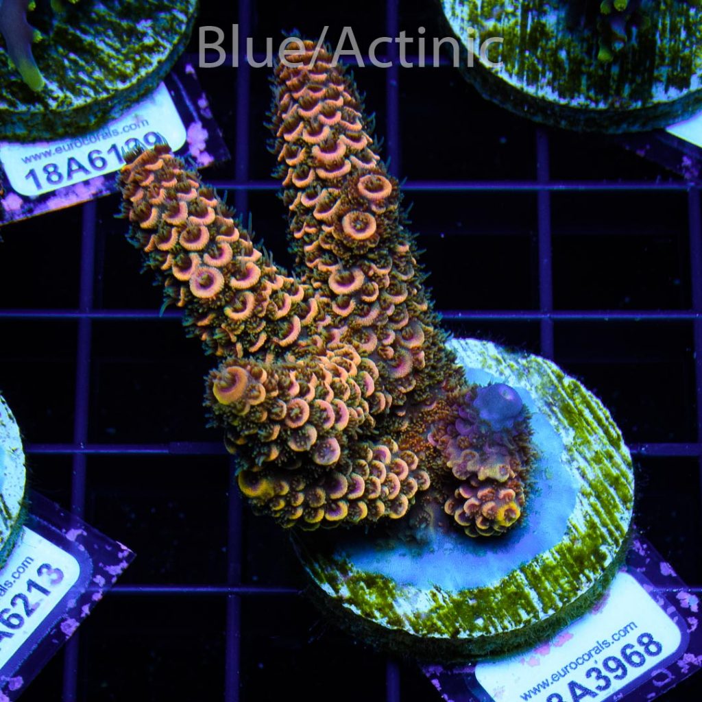 EC Rainbow Spathulata - Image 2