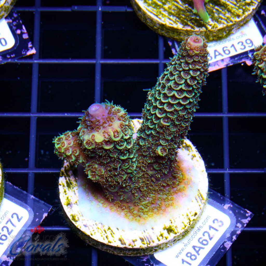 EC Rainbow Spathulata