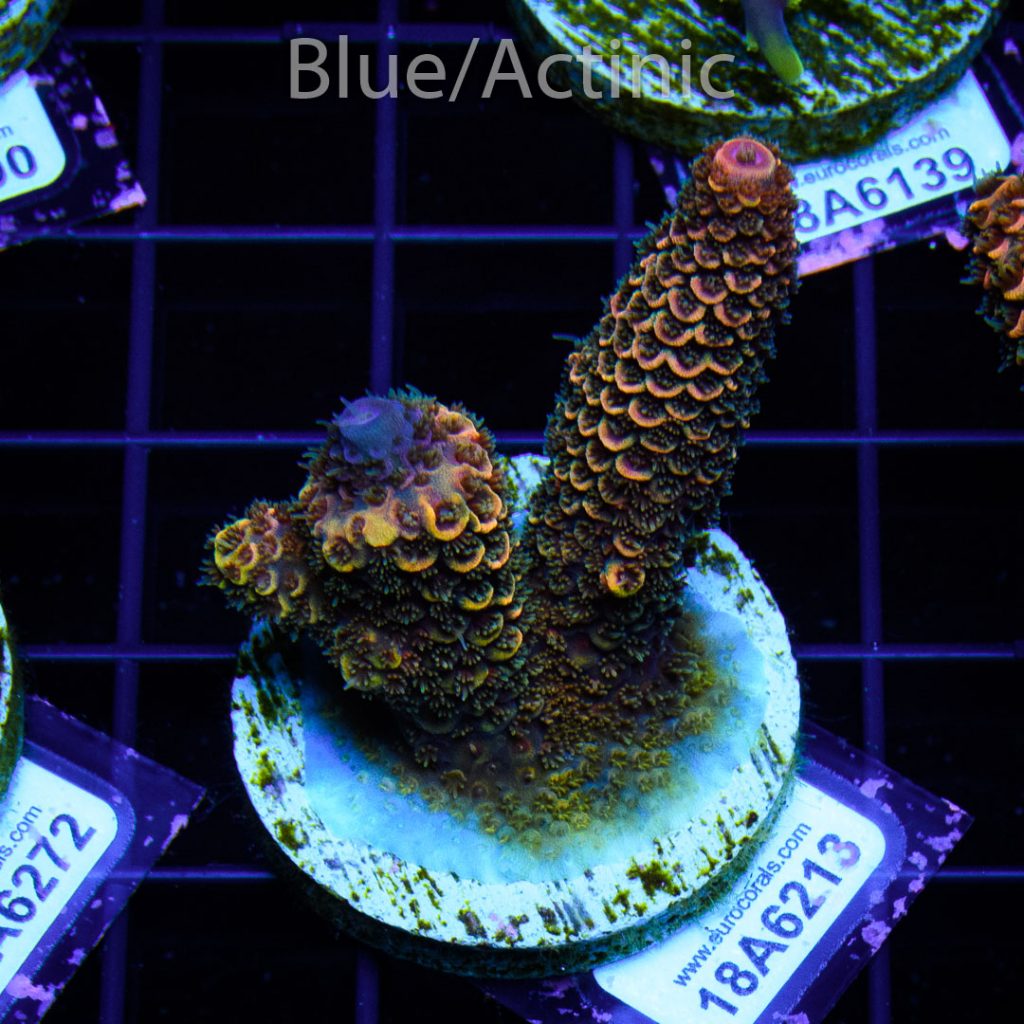 EC Rainbow Spathulata - Image 2