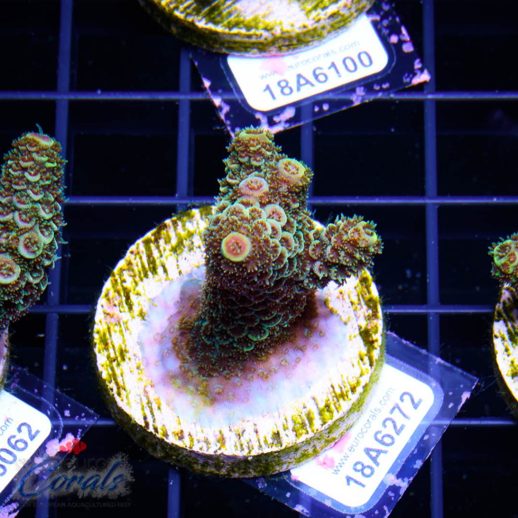 EC Rainbow Spathulata